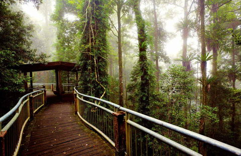 Dorrigo National Park - Accommodation NT 0