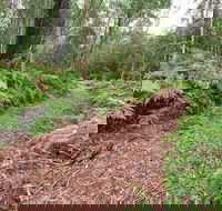 Forest Walking Track Gibraltar Range National Park - Accommodation NT