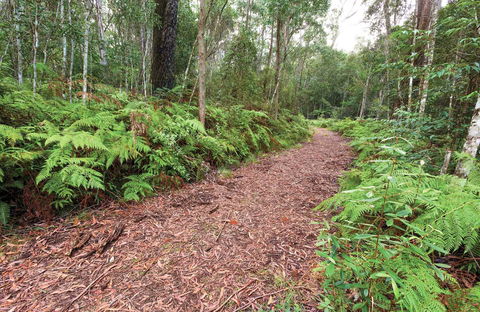 Forest Walking Track, Gibraltar Range National Park - Accommodation NT 0