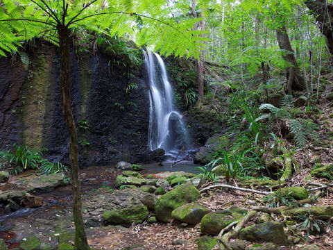 Gold Coast Hinterland Great Walk - Accommodation NT 1