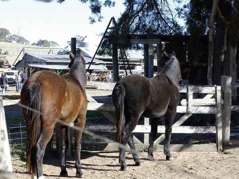 Harlow Park Horse Riding - Accommodation NT 1