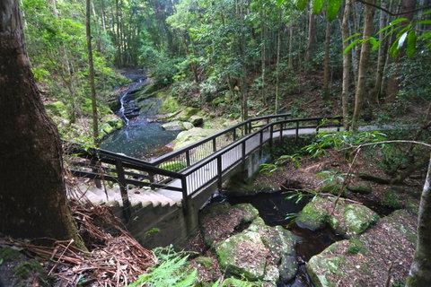 Kondalilla Falls Circuit, Kondalilla National Park - NT Tourism 2