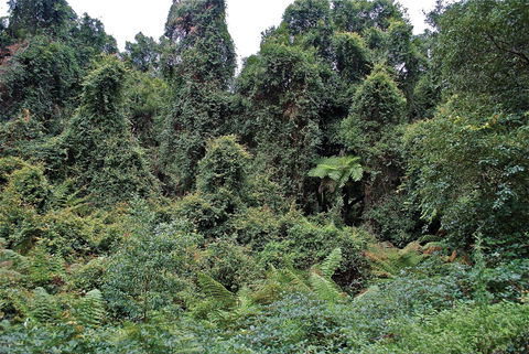 Lind National Park - Accommodation NT 1