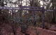 Marrinup Trail, Dwellingup - thumb 0