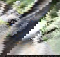 Mungallala - Accommodation NT