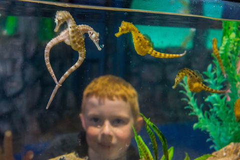 Seahorse World - Accommodation NT 2