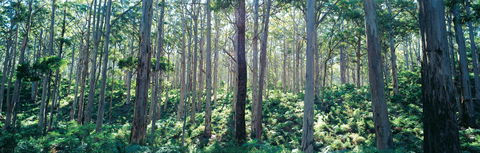 Southern Forests - Accommodation NT 0