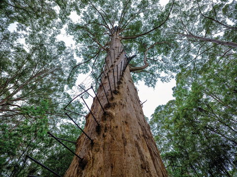 Southern Forests - Accommodation NT 2