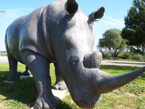 Tailem Bend Rhino Park And Dickson Reserve - Accommodation NT 0