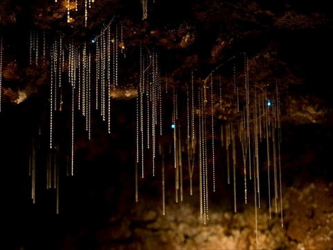Tamborine Mountain Glow Worm Tours - Accommodation NT 0