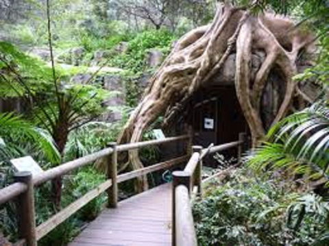 Tamborine Mountain Glow Worm Tours - Accommodation NT 2