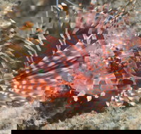 The Seaway Dive Site - Accommodation NT