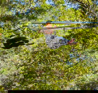 TreeTop Crazy Rider - Accommodation NT