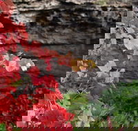 Umpherston Possum Tours - Accommodation NT