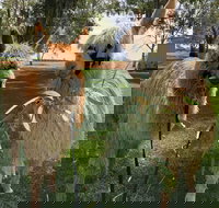 Visit an alpaca farm and get up and personal with these gentle and unique animals - Accommodation NT