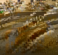 Wagga Wagga Livestock Marketing Centre - NT Tourism