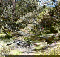 Wollomombi Walking Track - Accommodation NT