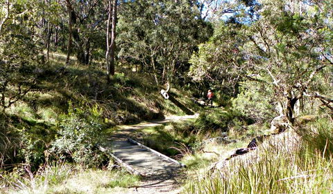 Wollomombi Walking Track - Accommodation NT 0