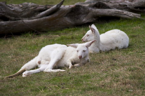 Yarra Valley Nocturnal Zoo - Accommodation NT 0