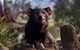 Bonorong Wildlife Sanctuary - thumb 0