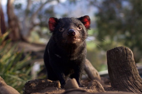 Bonorong Wildlife Sanctuary - Accommodation NT 0