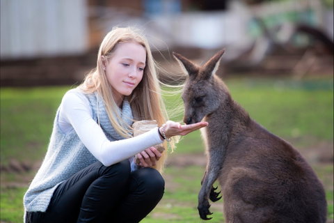 Bonorong Wildlife Sanctuary - Accommodation NT 1