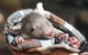 Bonorong Wildlife Sanctuary - thumb 2