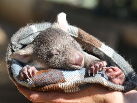 Bonorong Wildlife Sanctuary - Accommodation NT 2