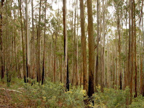 Brindabella National Park - Accommodation NT 1