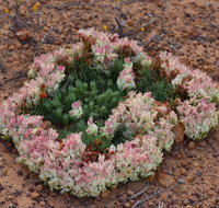 Coorow Wreath Flowers - Accommodation NT