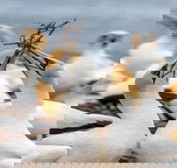 Gannets in Portland - Accommodation NT