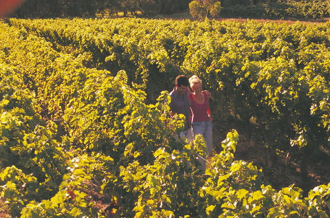 Margaret River Certified Organic And Biodynamic Wine Trail - Accommodation NT 2