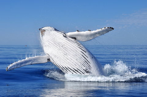Marine Life Encounters - Accommodation NT 0