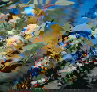 Norseman - Accommodation NT