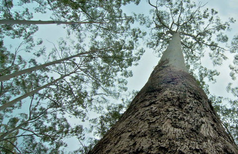 O'Sullivans Gap Picnic Area - Accommodation NT 0