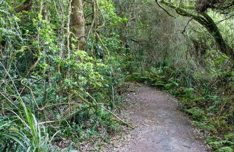 Rainforest Walking Track, Roberston Nature Reserve - Accommodation NT 0
