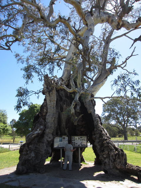 The Herbig Family Tree - Accommodation NT 0
