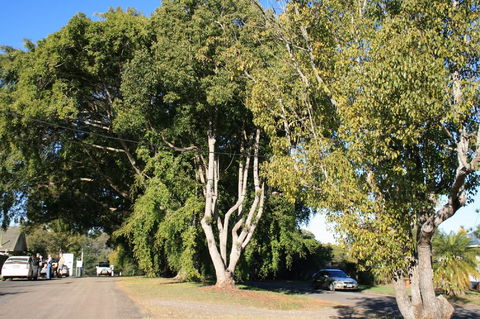 Anzac Avenue Memorial Trees, Beerburrum - Accommodation NT 0