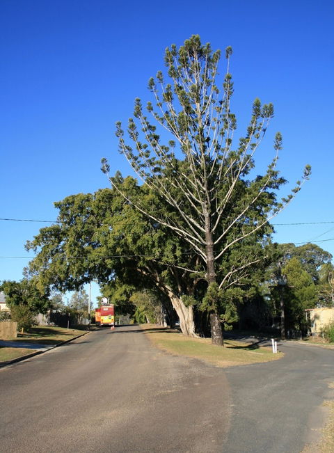 Anzac Avenue Memorial Trees, Beerburrum - Accommodation NT 1