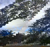 Bilston's Tree - NT Tourism