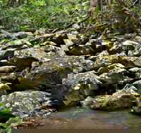 Booyong Walking Track - Accommodation NT