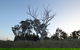 Cooleman Ridge - thumb 1
