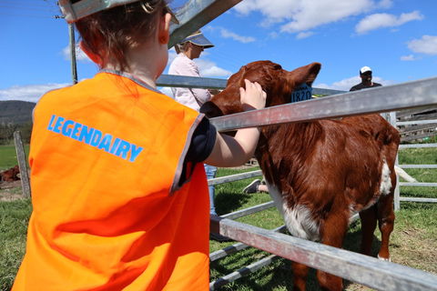 Farm Visit  Dungog - Accommodation NT 0
