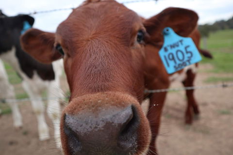 Farm Visit  Dungog - Accommodation NT 2