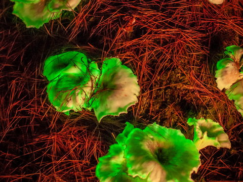 Ghost Mushroom Lane - Accommodation NT 0