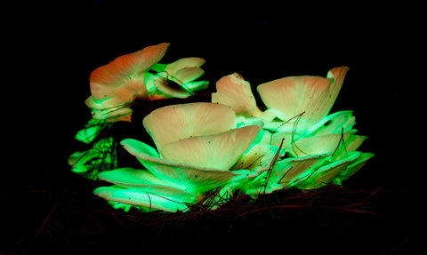 Ghost Mushroom Lane - Accommodation NT 1