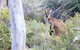 Kaiserstuhl Conservation Park - thumb 0