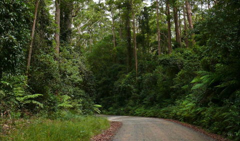 Moonpar Forest Drive - Cascade National Park - Accommodation NT 0