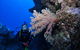 Norman Reef Dive Site - thumb 1