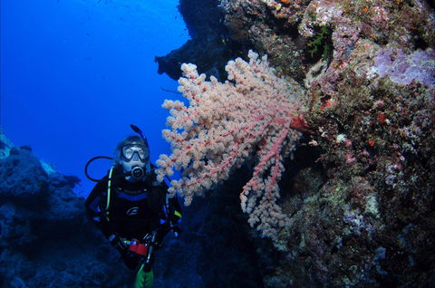 Norman Reef Dive Site - Accommodation NT 1